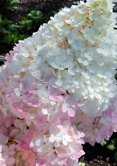 Гортензия метельчатая Меджикал Эндес